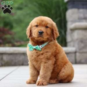 Tony, Golden Retriever Puppy